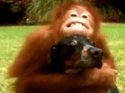 Orangutan Dog