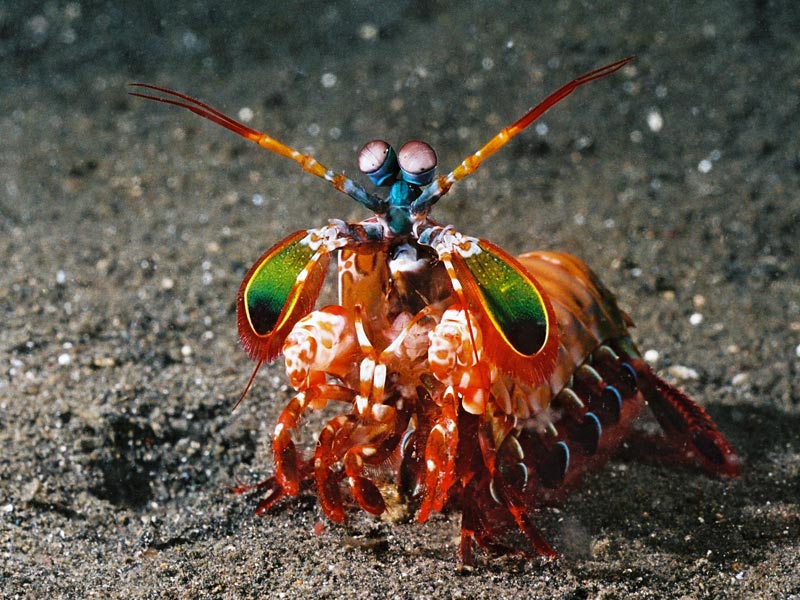 Mantis-Shrimp.jpg