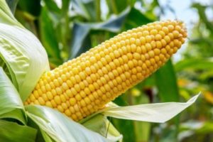 gmo corn toxic