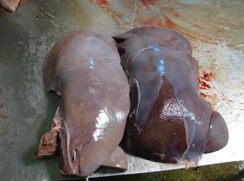 Livers: Pasteurized on the left, Raw on the right