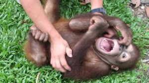 Marina Davila-Ross tickled a variety of great apes to find out more about laughter