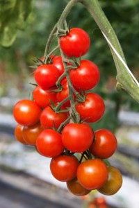 CHerry Tomatoes On The Vine