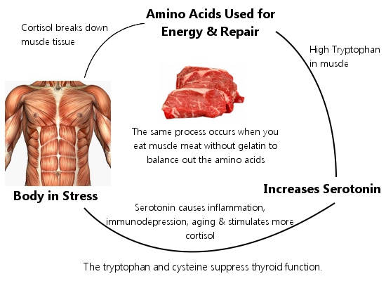 Muscle Meat Stress Cycle - EndAllDisease