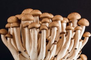 Mushrooms fungi save world
