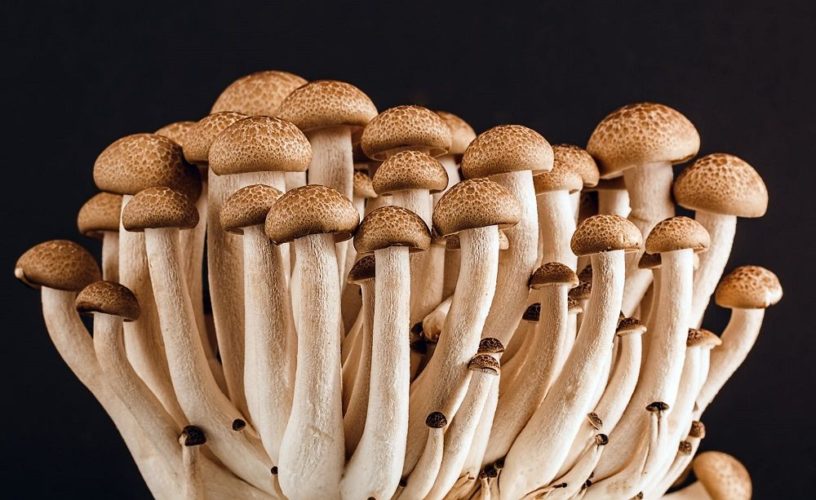 Mushrooms fungi save world