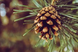 Turpentine pine tree alternative cancer treatment