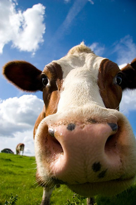 cow face 2