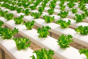 Hydroponic vegetable growing less water