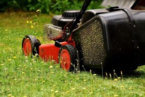 Lawn mower turf lawn alternatives