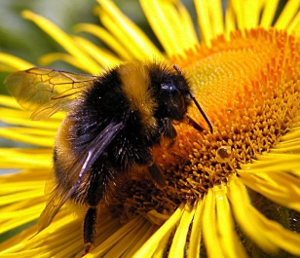 Honeybee on Flower - EndAllDisease