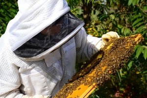 Urban Beekeeping3 - EndAllDisease