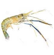 Freshwater Prawns - EndAllDisease