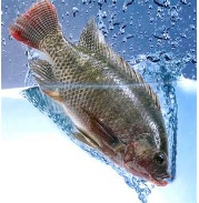 Tilapia - EndAllDisease