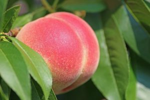 Peach fertilizer
