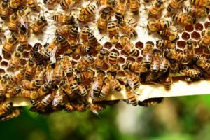 bees dead after gmo corn planting