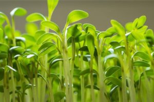 wifi stunts plant growth