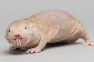 naked mole rat longevity lifespan