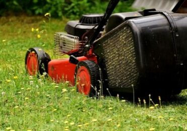 Lawn mower turf lawn alternatives